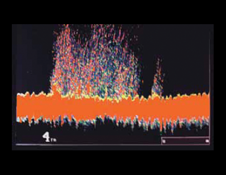 TCS385-500 in down sounder mode showing rockfish going into the net with 4 fathom vertical opening. 